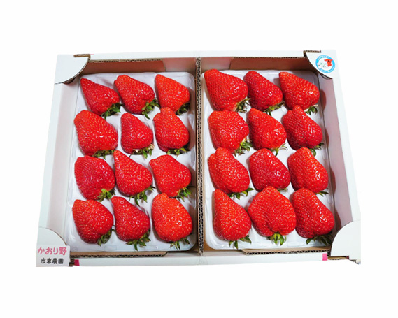 【市東農園のいちご】かおり野　約900g