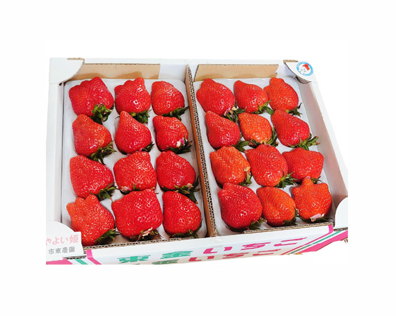 【市東農園のいちご】やよい姫　約900g