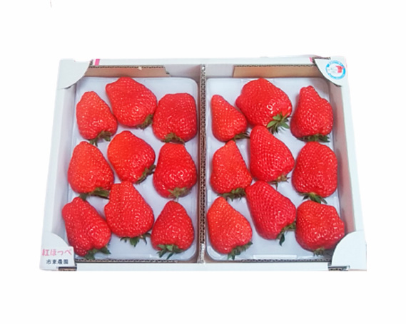 【市東農園のいちご】紅ほっぺ　約900g