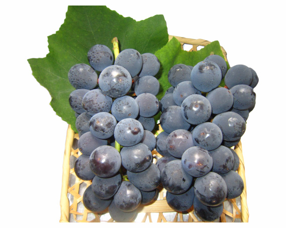 マルサイぶどう園の巨峰　約2kg