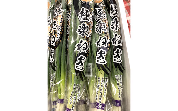 採れたて！　新鮮！　東金市産　極楽ねぎ