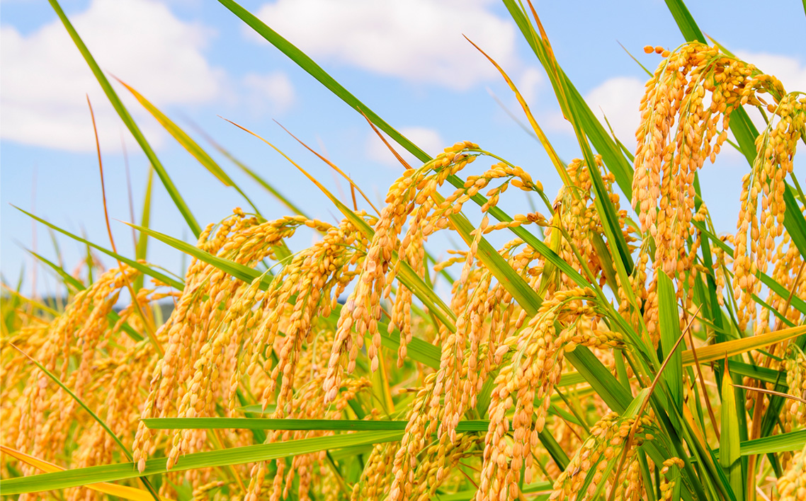 【令和7年産】千葉県産にじのきらめき（精米）5kg