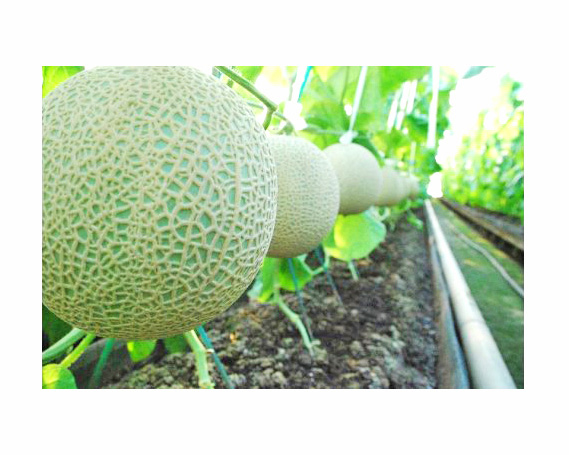 【約1.3kg以上×1玉】千葉アクアメロン（マスクメロン）大玉