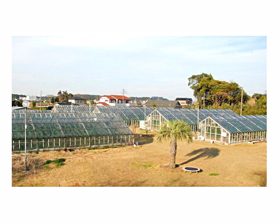 【約1.3kg以上×1玉】千葉アクアメロン（マスクメロン）大玉