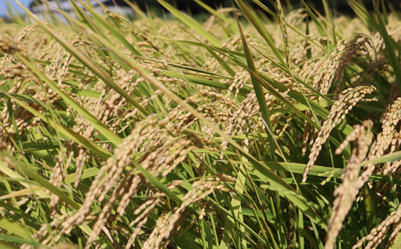 精白米　夢ごこち10kg