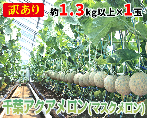 【約1.3kg以上×1玉】訳あり千葉アクアメロン（マスクメロン）大玉