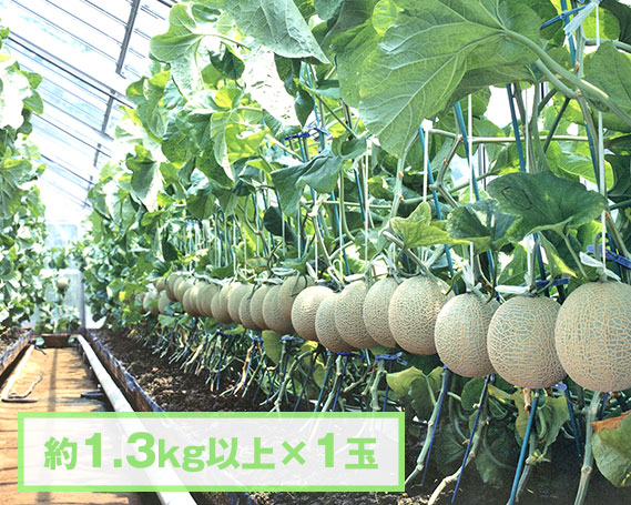 【約1.3kg以上×1玉】千葉アクアメロン（マスクメロン）大玉