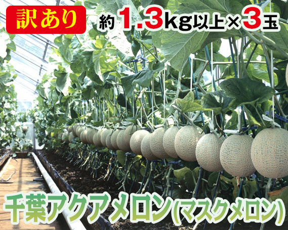 【約1.3kg以上×3玉】訳あり千葉アクアメロン（マスクメロン）