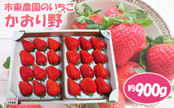 【市東農園のいちご】かおり野　約900g