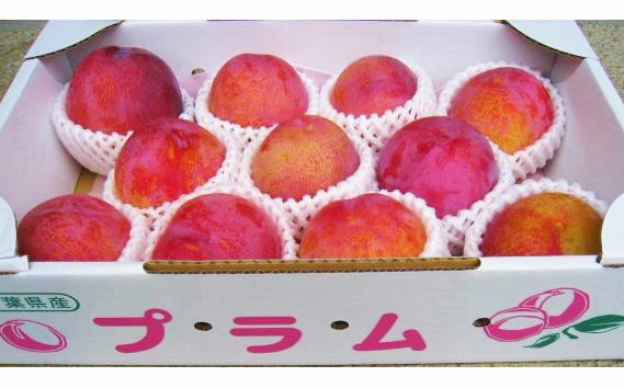 プラム（ソルダム）約2～2.2kg