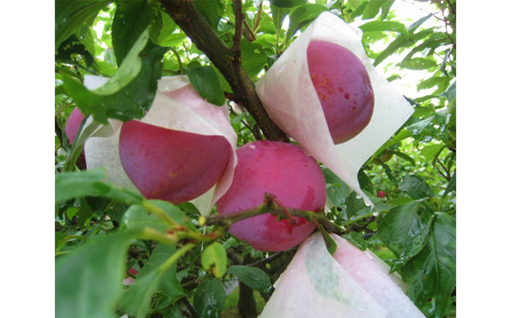 プラム（サマーエンジェル）約2～2.2kg