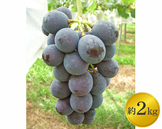 マルサイぶどう園の巨峰　約2kg