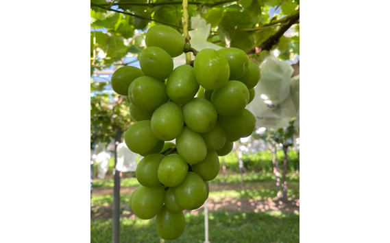 シャインマスカット2房入り