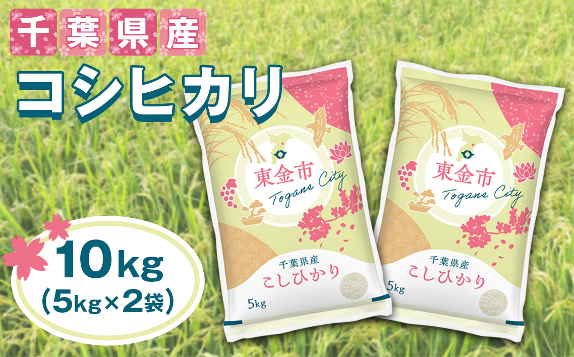 【令和7年産】千葉県産コシヒカリ10kg（5kg×2袋）
