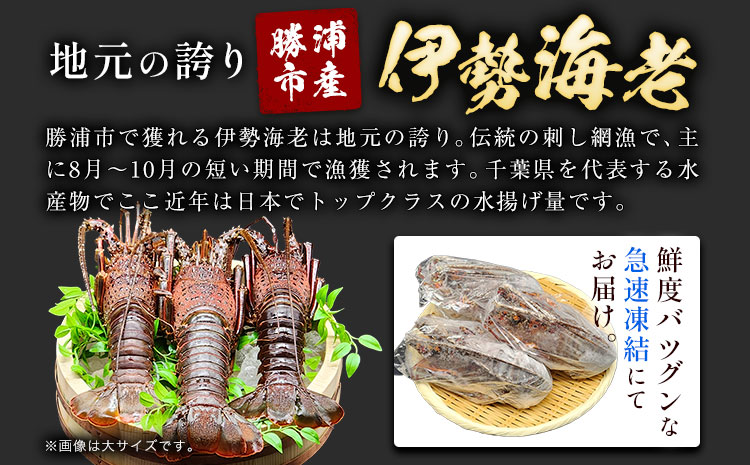 天然伊勢海老 千葉県勝浦産 生冷活〆 大サイズ 500gUP×2尾 計1.2kg 【刺身OK】 贈答 株式会社串浜水産《90日以内に出荷予定(土日祝除く)》千葉県 勝浦市 伊勢海老 海老 えび【配送不可地域あり】（離島）---kastuura_kshm_1---