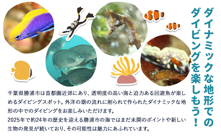体験ダイビングチケット 勝浦ダイビング協会《90日以内に出荷予定(土日祝除く)》体験 ダイビング チケット  アウトドア アクティビティ 海 千葉県 勝浦市---kastuura_divn_1---