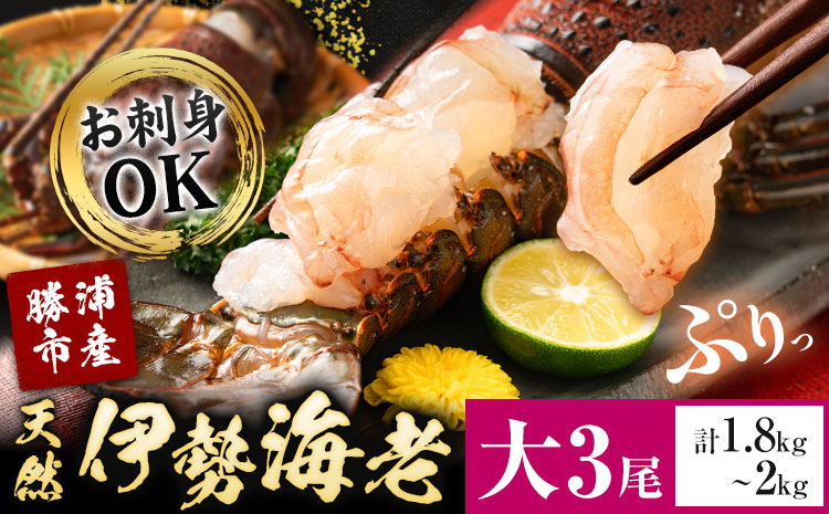 天然伊勢海老 千葉県勝浦産 生冷活〆 大サイズ 500gUP×3尾 計1.8kg 【刺身OK】 贈答 株式会社串浜水産《90日以内に出荷予定(土日祝除く)》千葉県 勝浦市 伊勢海老 海老 えび【配送不可地域あり】（離島）---kastuura_kshm_2---