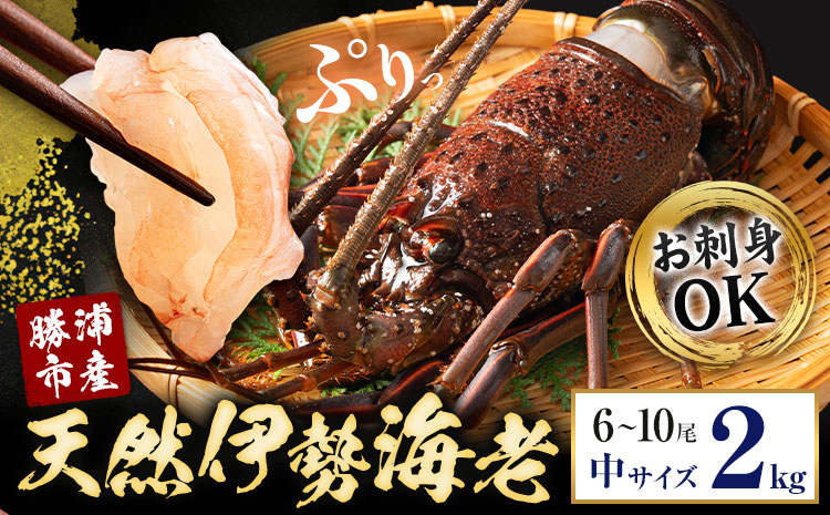 【刺身OK】千葉県勝浦産 生冷活〆 天然伊勢海老 2kg 6-10尾入 株式会社串浜水産《90日以内に出荷予定(土日祝除く)》千葉県 勝浦市 伊勢海老 海老 えび【配送不可地域あり】（離島）---kastuura_kshm_5---