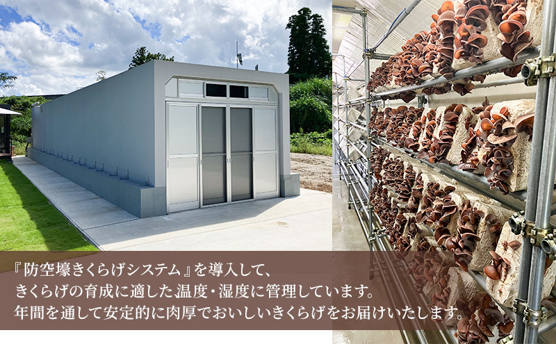 高滝湖どうしたきくらげ　生6パック　乾燥2パック　防空壕きくらげシステム導入