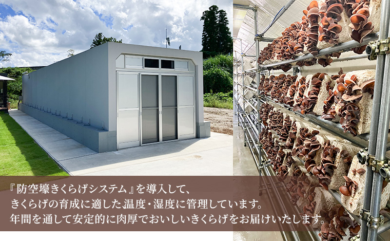 高滝湖どうしたきくらげ　生6パック　防空壕きくらげシステム導入