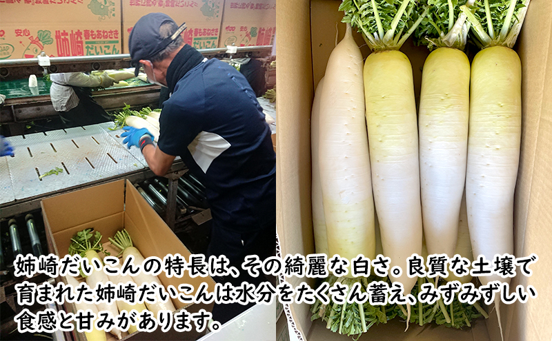 日本農業賞の特別賞　姉崎だいこん 5本　5キロ以上