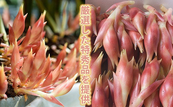 まんだのみょうが　特秀品　1kg