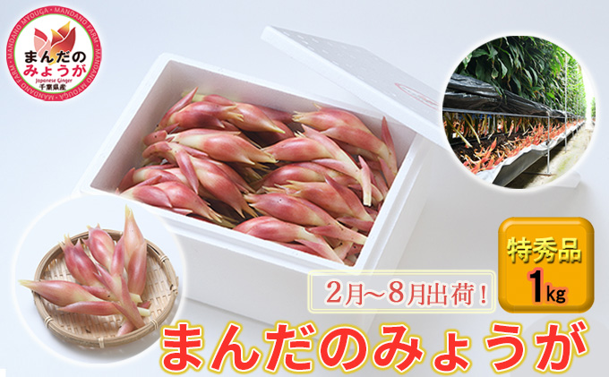 まんだのみょうが　特秀品　1kg