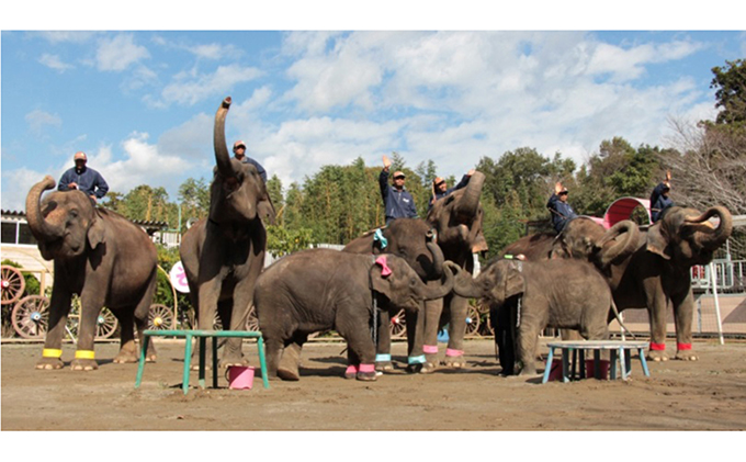 市原ぞうの国 ペア 招待券 + 動物のおやつ 1つセット 動物園