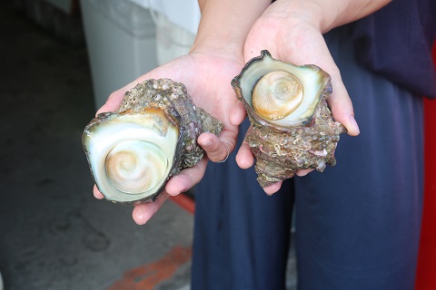 【日時指定必須】いずみや鮮魚店の活きサザエ・蛤(はまぐり) 貝づくしセット [0030-0052]