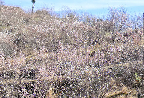 【30口限定】鴨川吉保梅の里 オーナー倶楽部 一般会員権　[0017-0004]