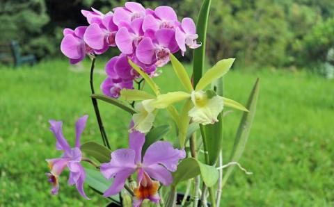 【大場蘭園】鴨川発季節の洋蘭寄せ植え(大)  [0030-0084] 寄せ植え 大