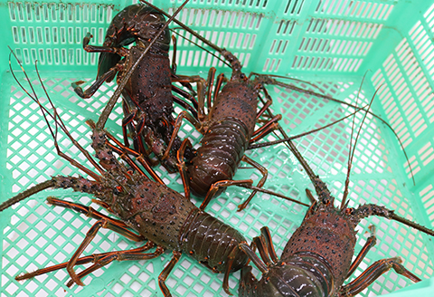 【漁協直送！】天然 活き『房州伊勢海老』１kg以上（４～６尾）《期間限定》《数量限定》《配送日指定必須》《配送指定 令和8年2月末日まで》　[ウオポート][0050-0089]