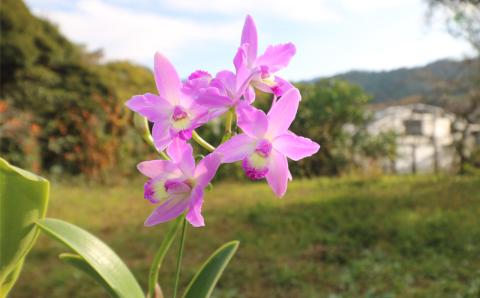 【大場蘭園発】鑑賞用 洋ラン2品種セット [0020-0072] 洋ラン２品種