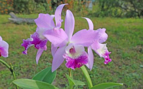 【大場蘭園発】鑑賞用 洋ラン3品種セット [0030-0108] 洋ラン３品種