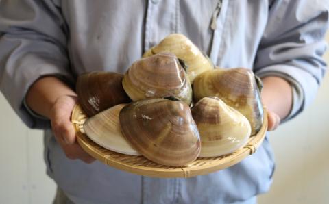 【日時指定必須】いずみや鮮魚店の活きハマグリ 1.5kg[0020-0074]