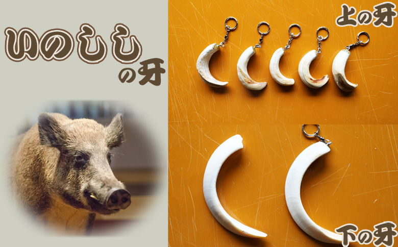 【房総ジビエクラフト】天然素材『ジビエ キーホルダー』　猪の牙（下）　[0006-0044] 猪の牙（下）