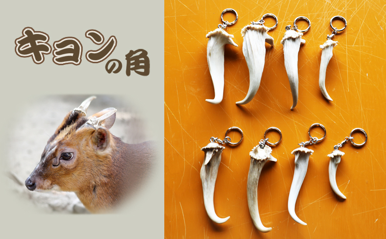 【房総ジビエクラフト】天然素材『ジビエ キーホルダー』　キョンの角　[0006-0044] キョンの角