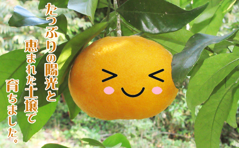 【初夏の味覚】鴨川産 甘夏房の『カモガワ甘夏』９kg以上《期間限定》《数量限定》《4月～5月配送》ちばエコ農産物 減農薬 あまなつ アマナツ みかん 柑橘 産地直送 フルーツ 旬 [甘夏房][0011-0072]