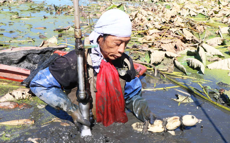 【掘りたて直送!】特別栽培・潮風育ち『鴨川れんこん』４kg　[0014-0022]　蓮根・レンコン