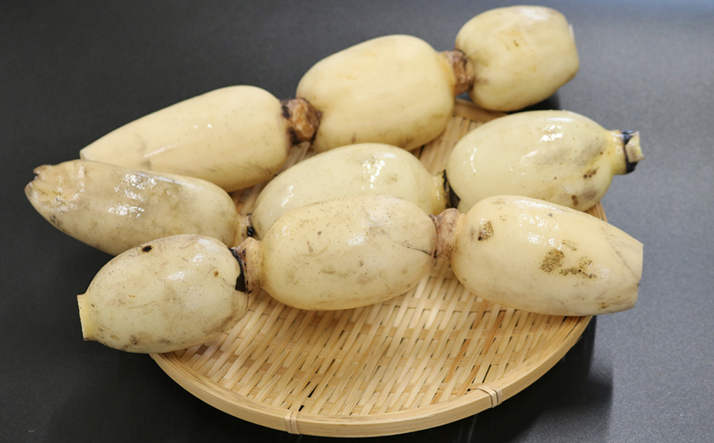 【きれいな水の棚田育ち】シャキっと甘い『鴨川サラダれんこん』 4kg [0014-0028]