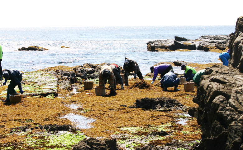 【宮崎商店】天然100％『マルキの房州ひじき』中ひじき 180g×２袋　[0016-0024] 中ひじき ２袋