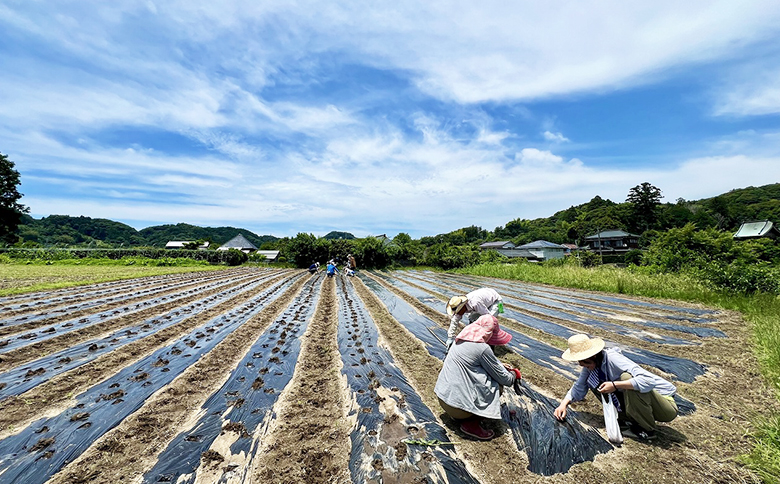 【先着10組限定】令和８年度 大山千枚田『大豆畑トラスト制度』参加権利　[0017-0018] 大豆トラスト