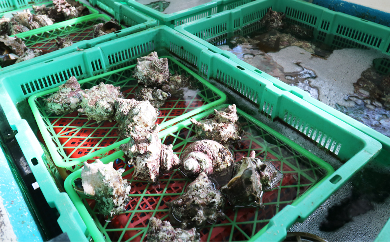 【漁協直送！】房州黒潮育ち『天然 活サザエ』1.5kg以上（8～12個）　《期間限定》《数量限定》《配送日指定OK》《配送指定 令和8年5月末日まで》さざえ 栄螺 刺身 活魚 [ウオポート][0017-0028] [0017-0028]