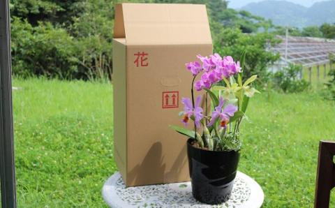 【大場蘭園】鴨川発季節の洋蘭寄せ植え(大)  [0030-0084] 寄せ植え 大