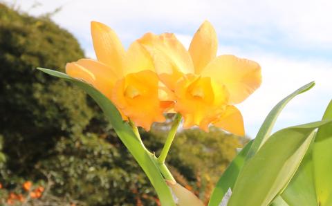 【大場蘭園発】鑑賞用 洋ラン2品種セット [0020-0072] 洋ラン２品種