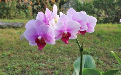 【大場蘭園発】鑑賞用 洋ラン3品種セット [0030-0108] 洋ラン３品種