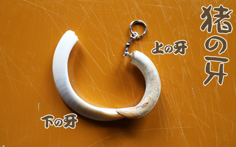 【房総ジビエクラフト】天然素材『ジビエ キーホルダー』　猪の牙（下）　[0006-0044] 猪の牙（下）