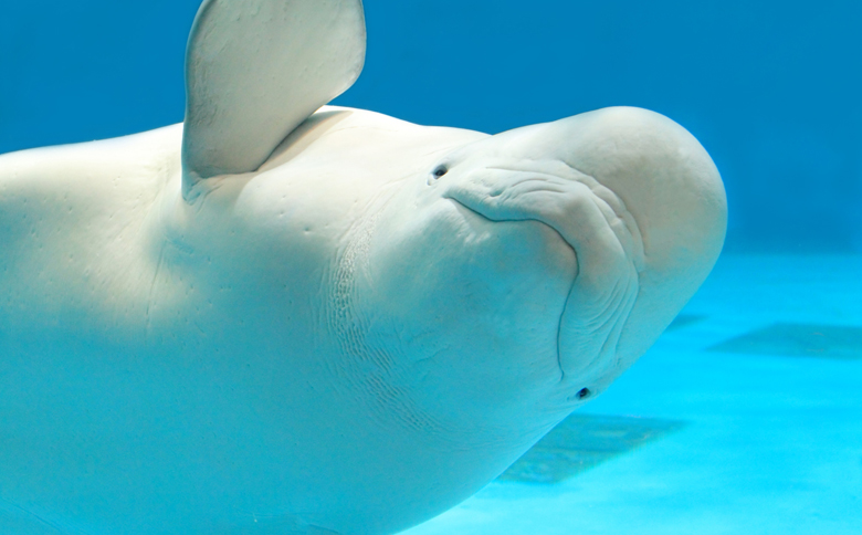 【鴨川シーワールド】１Dayチケット 幼児（４歳以上）１枚　[0006-0047] 幼児１枚