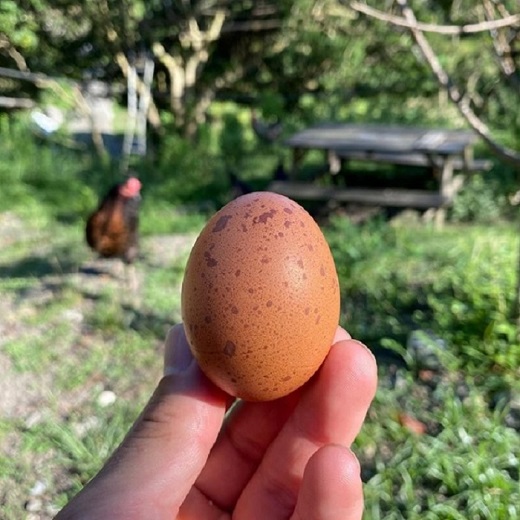 すぎう卵の野良飼い有精卵18個 [0011-0049]