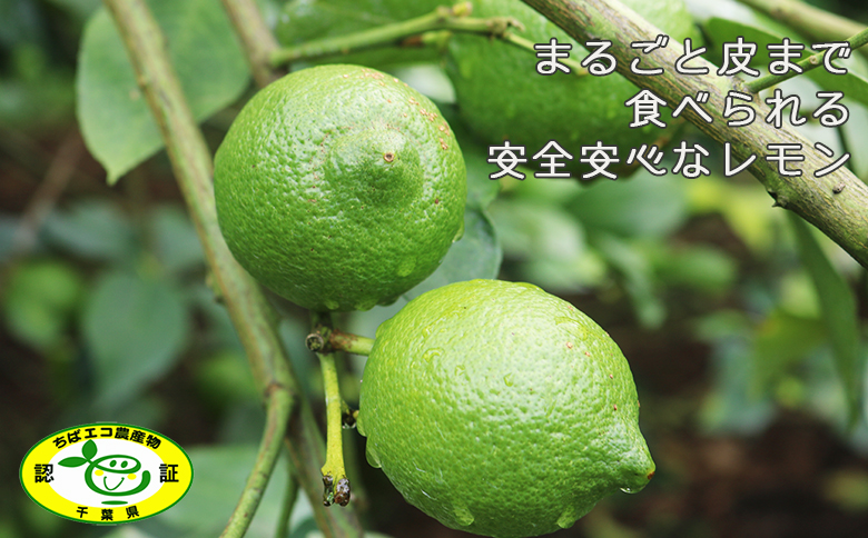 《１月発送》 【皮まで食べられる】海と太陽のレモン【秀品】３kg（約25個） [0011-0057] 秀品３kg《１月発送》